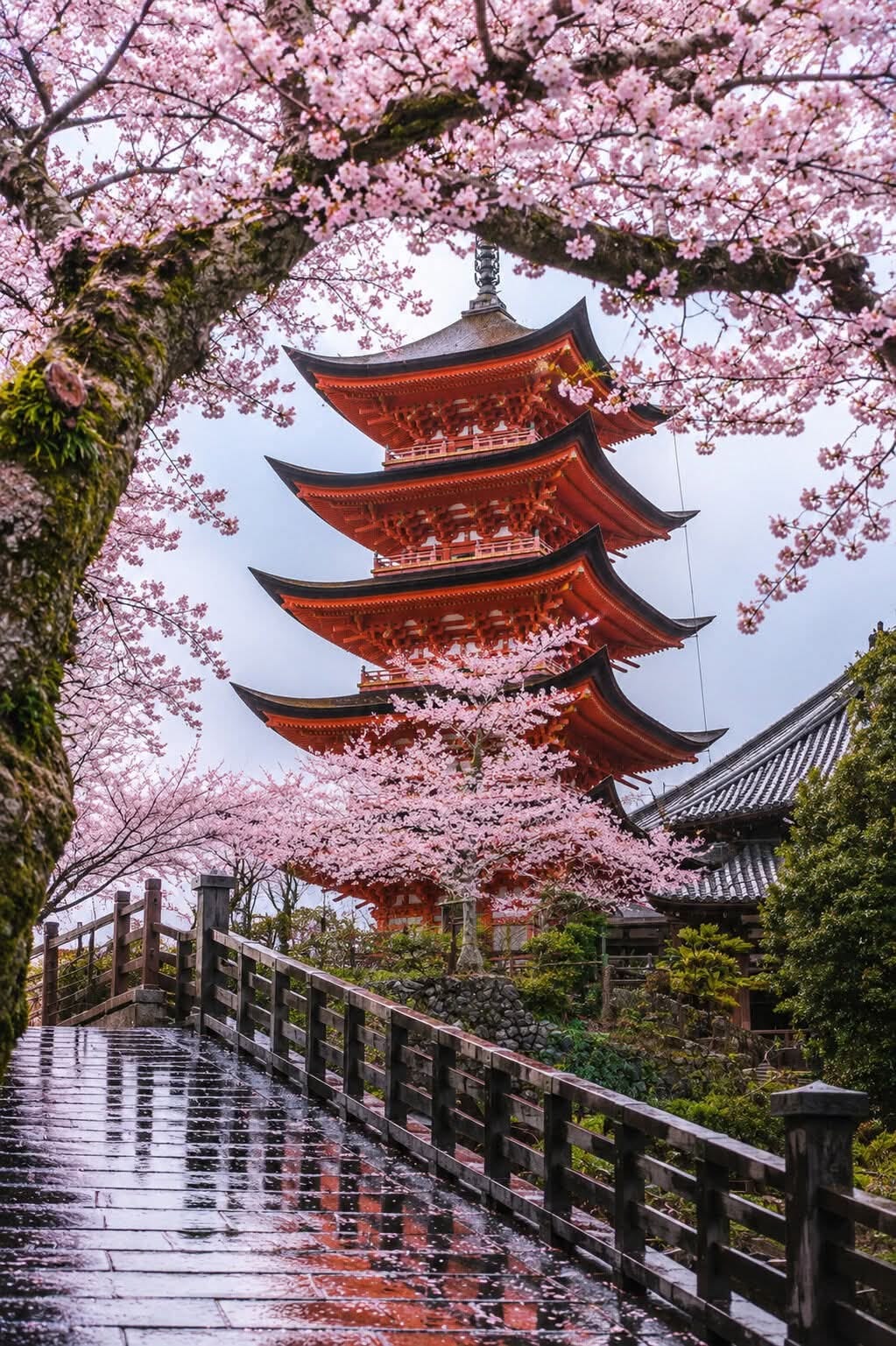A five-storey vermillion pagoda framed by cherry blossom above a rain-glossed wooden walkway in a quiet temple garden.